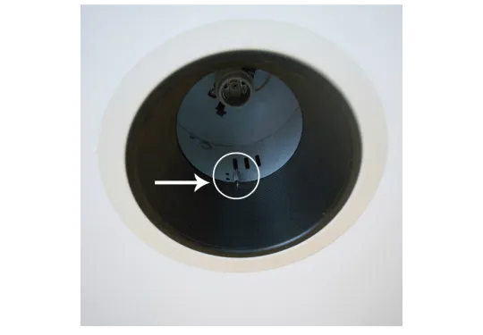 All is Well in the Woods