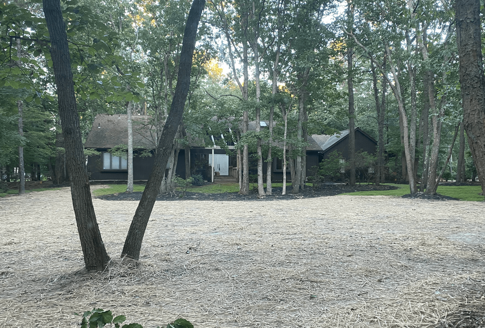 All is Well in the Woods